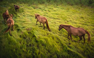 marsh grass mares | by Jennifer MacNeill