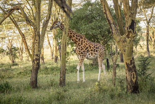 Rothschild's giraffe / Nakuru Lake National Park / Kenya