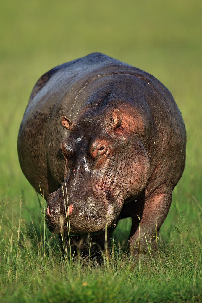 Image: Hippo on the Bank