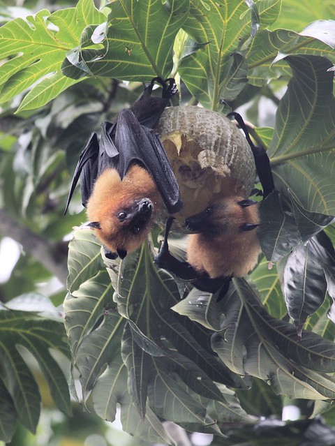 Seychelles fruit bat (Pteropus seychellensis)