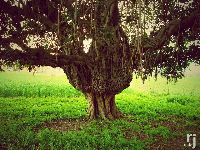 An Old Tree