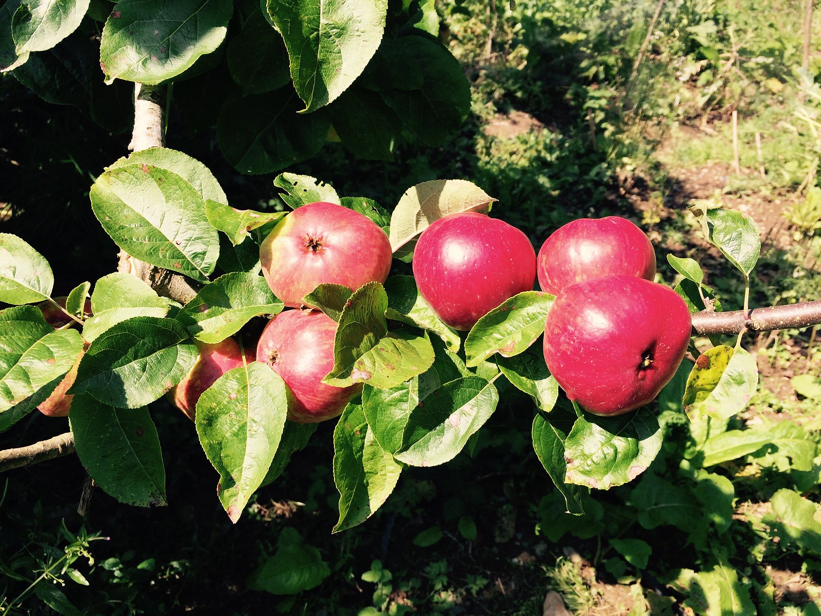 Harvesting the apples