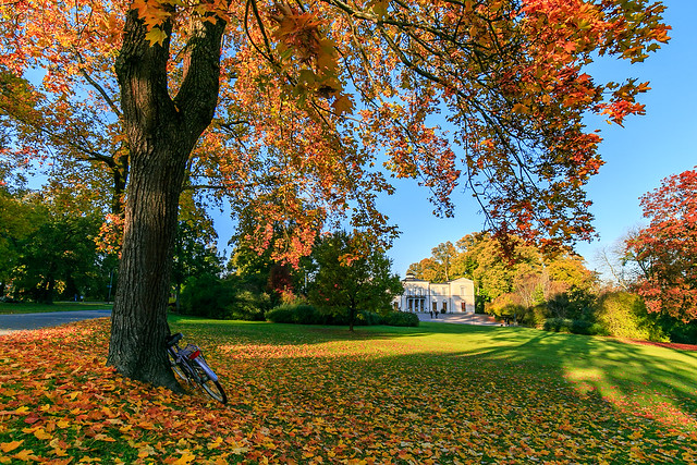 Autumn maple tree - Rosendal Palace on Djurgården, Stockholm, Sweden