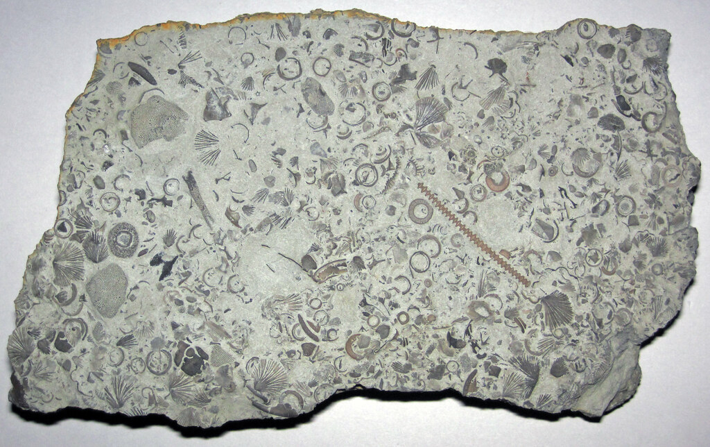 Merocrinus Fossiliferous limestone (Fulton Shale, Upper Ordovician; W… | Flickr
