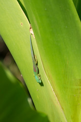 Madagaskar Gecko