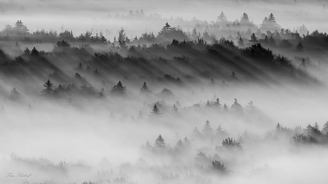 Trees and Fog BW2
