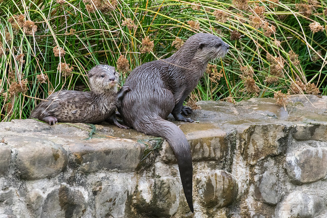 Mother And Baby Otter