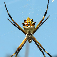 Silver Argiope