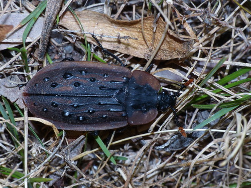 australia tasmania coleoptera insecta silphidae tasmanianmuseumandartgallery ptomaphila tmagzoology