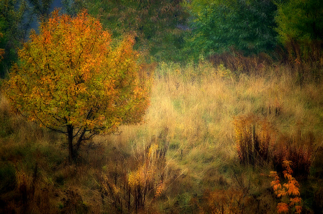 The autumn painted by a camera.Orton effect.