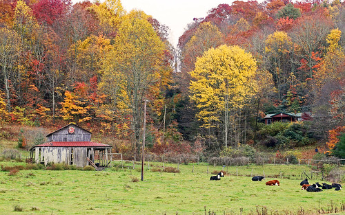 autumn leaves rural ga vintage landscape country barns northcarolina roads dillard