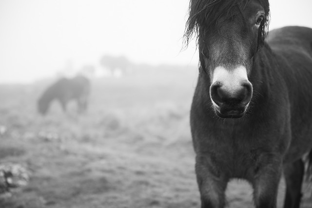 Exmoor pony of Traprain Law
