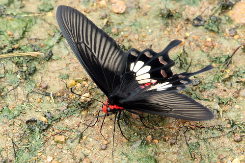 butterfly thailand nakhonsawan papilionidae insect nature kongkien