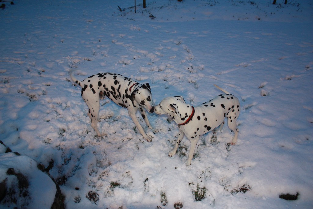 Harry and Lara in the Snow.