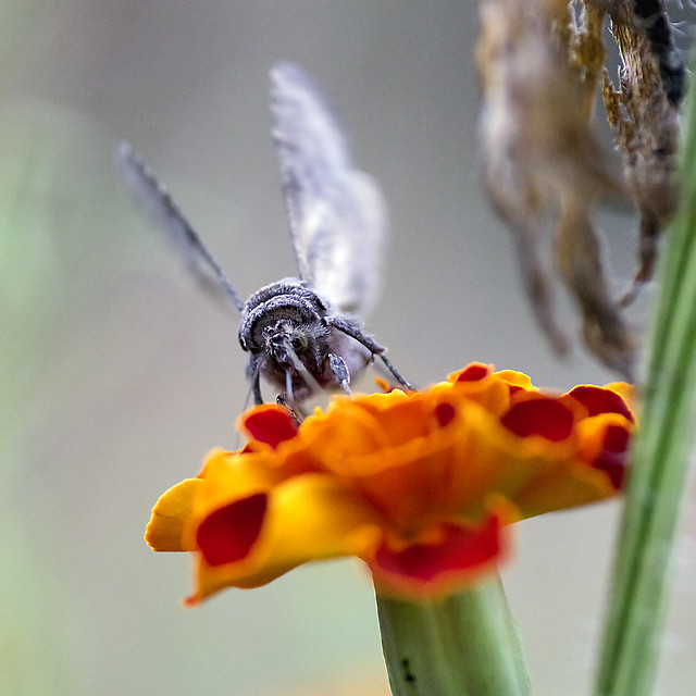 Moth's Flapping over the French Marigold