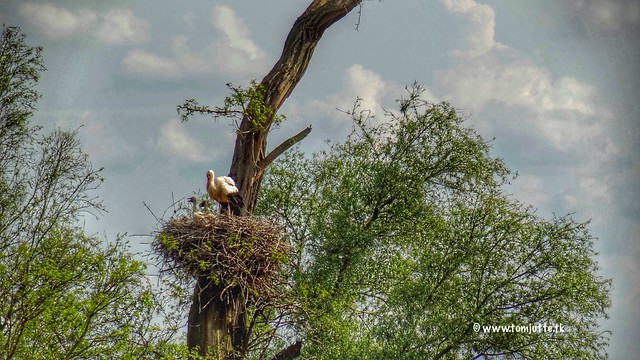 Storks along the river IJssel, Zutphen, Netherlands - 0651