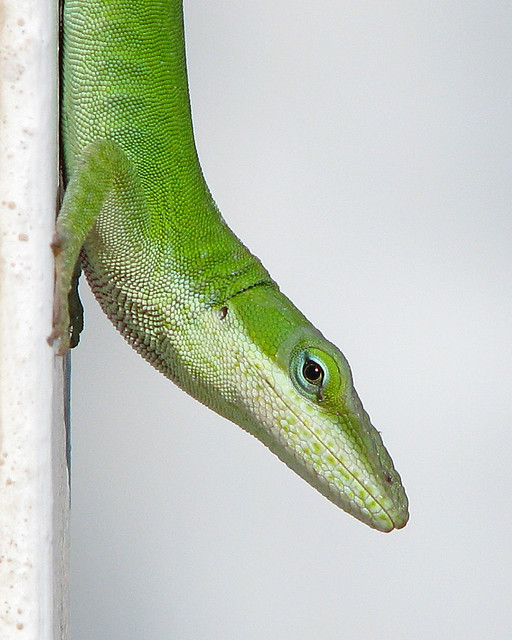 Green anole wraps up September