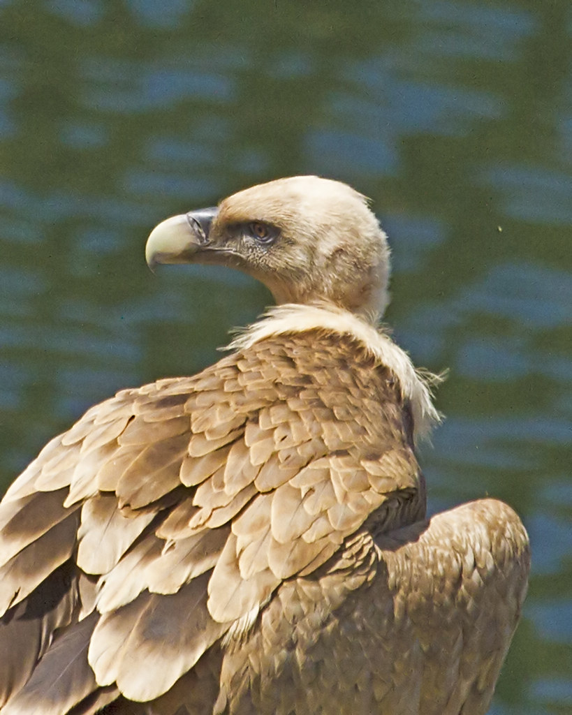 Griffin Vulture at Monfrague National Park, Spain | Gary Kurtz | Flickr