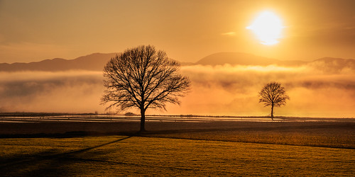 centralhawkesbay field hawkesbay landscape mist morning nature newzealand northisland poukawa sunrise trees twotrees yellow nz tehauke