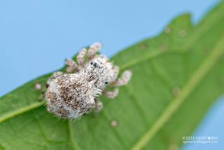 Jumping spider (Beata sp.) - DSC_0542
