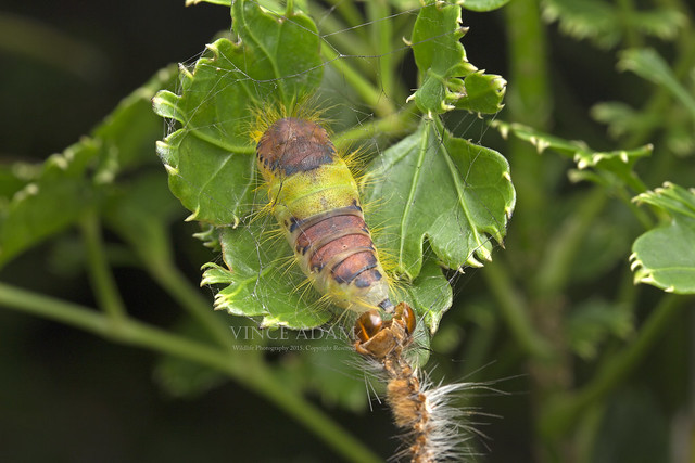 IMG_0471-0(W) Pupa of the Clearwing or Banyan Tussock Moth (Perina nuda, Lymantriinae, Erebidae)