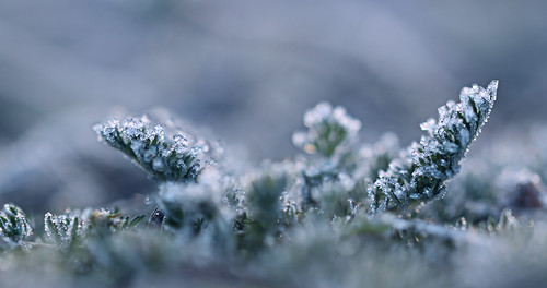 morning winter ice sunrise bayern bavaria frost eis sonnenaufgang morgen raureif niederbayern whitefrost lowerbavaria