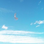 #feather #sky #white #羽 #空 #青空