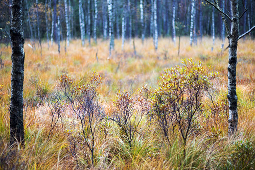 sweden västragötaland partille paradiset forest glade autumn fall yellow birch trees grass canoneos6d canonef50mmf14usm