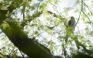 Accipiter bicolor // Bicoloured hawk // Gavião-bombachinha-grande | by Giselle Mangini