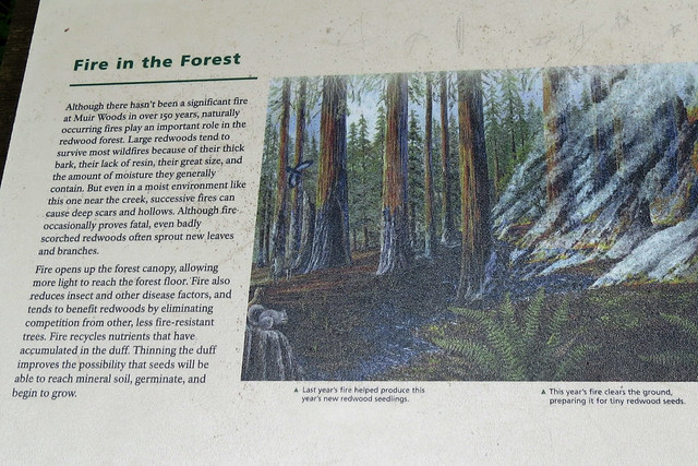Fire in the Forest information sign Muir Woods redwood forest Mill Valley California  20150515-133406 C4