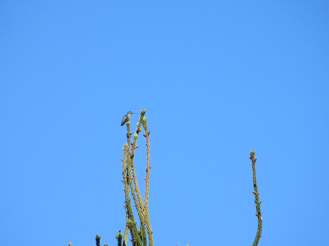 Anna's Humminbird (Calypte anna)