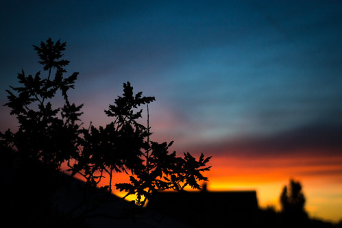 blue trees sunset sky orange sun silhouette clouds evening suburban dusk horizon lincolnshire lincoln neighbourhood settingsun
