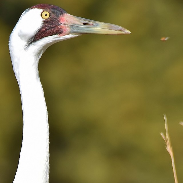 Whooping Crane watches as ladybug flys by - Wisconsin
