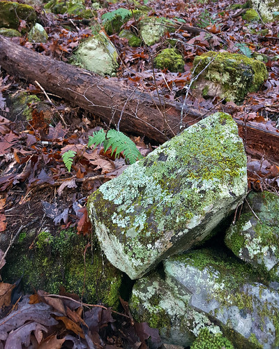 fern rotting rock forest moss log boulder lichen leaflitter ouachitanationalforest