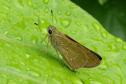 butterfly thailand nakhonsawan kongkien insect nature sommerfugl hesperiidae