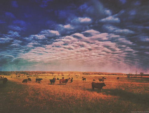 deschambault vache cow western texture iphone quebec nature bovin troupeau