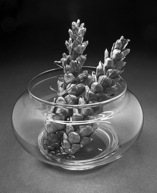 PINE CONES IN GLASS