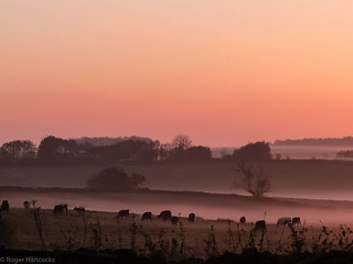 Evening Mist in Priddy