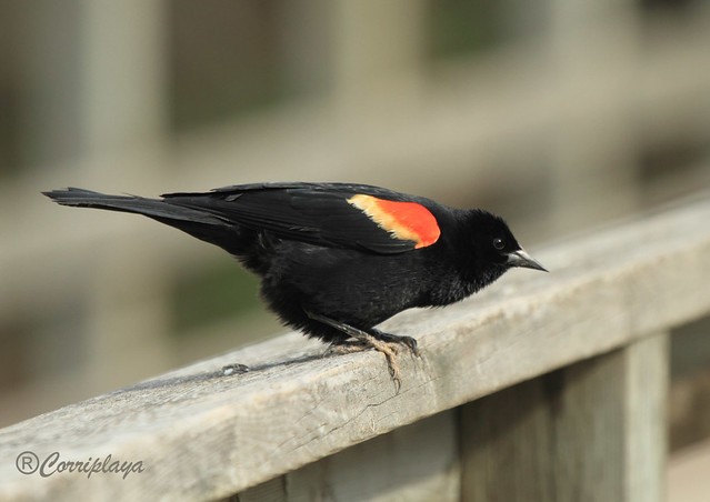 Sargento Alirrojo Red-winged Blackbird (Agelaius phoeniceus)