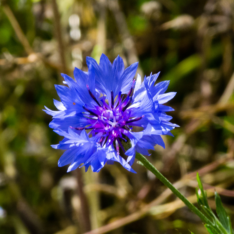 Cornflower blue