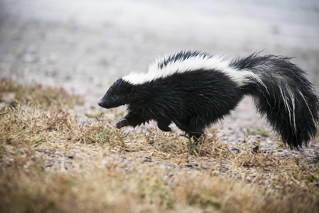 Striped skunk, close
