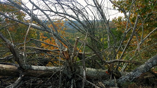 autumn trees tree fall landscape october scenery missouri ozarks southwestmissouri