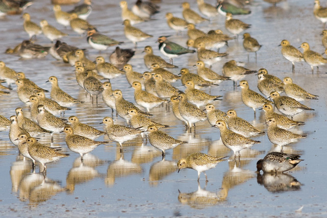 Pluvialis apricaria: Golden Plovers [Charadriidae]