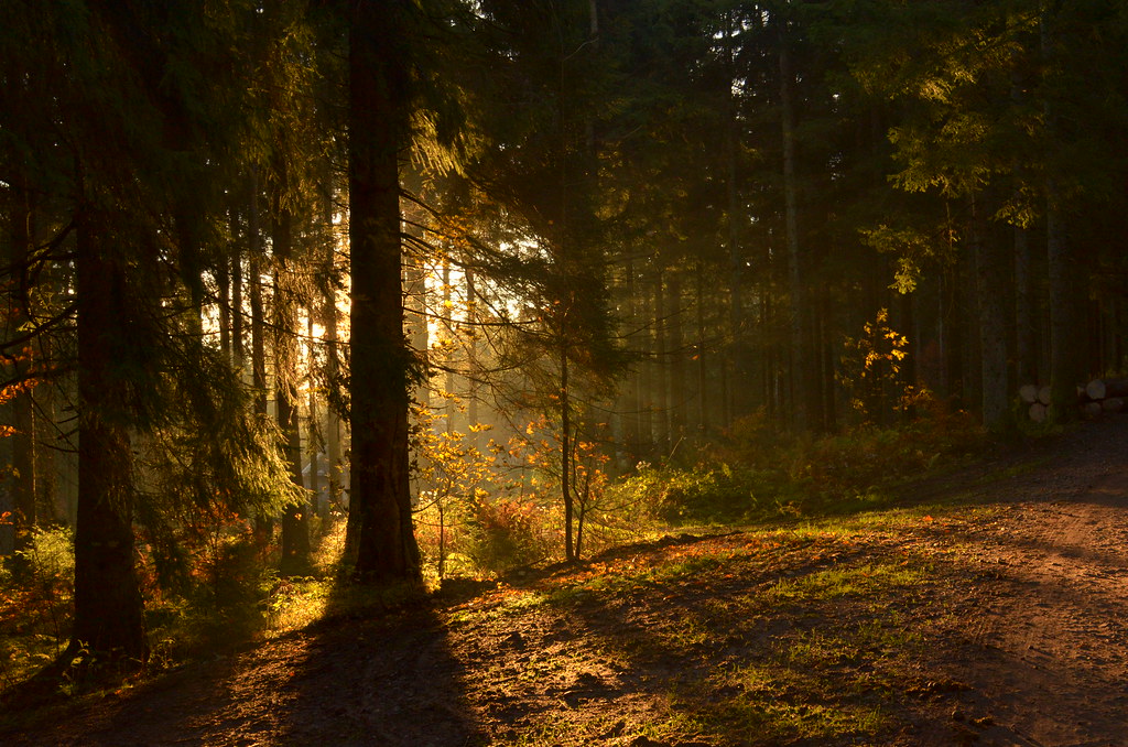 Lumière matinale dans la forêt