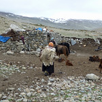 51  Ladakh Markha-vallei