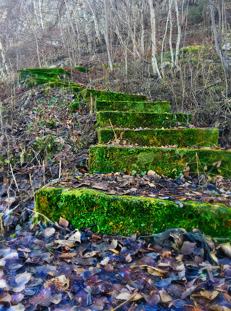 Mossy steps, Norway