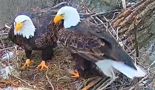 Decorah N2B 151227  0934 Mom - twig & stalk - Dad helps | by prairiefirewind