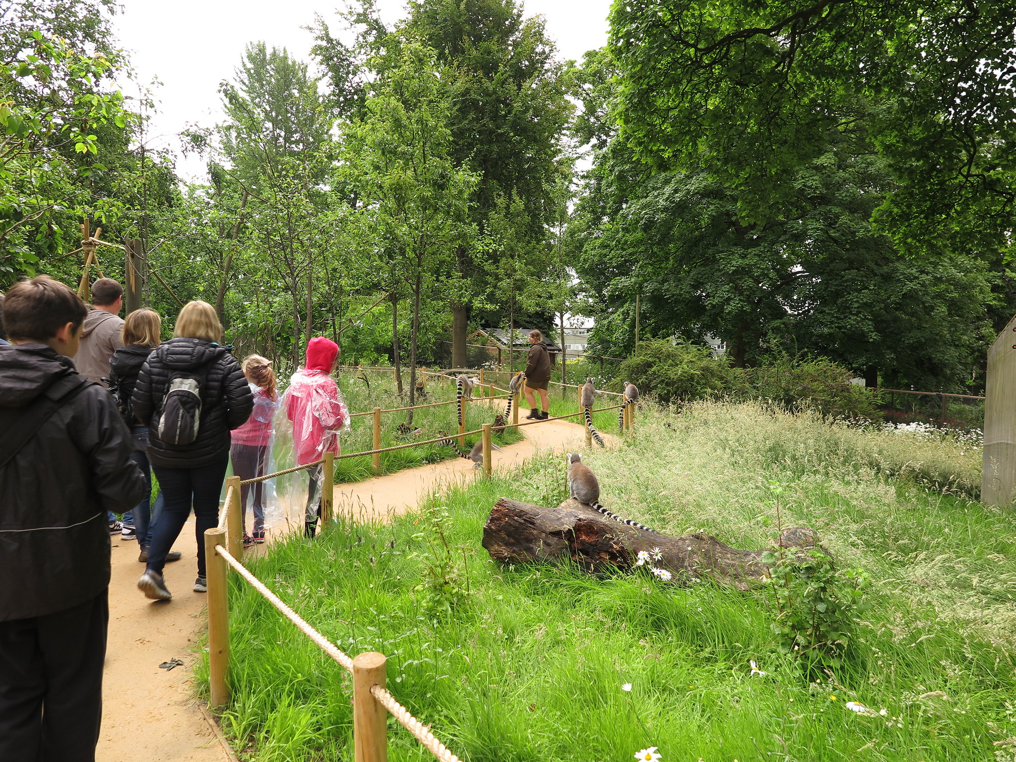 Lemurs {Day 2} (Edinburgh)
