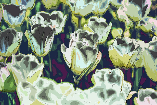 Campo de Tulipanes