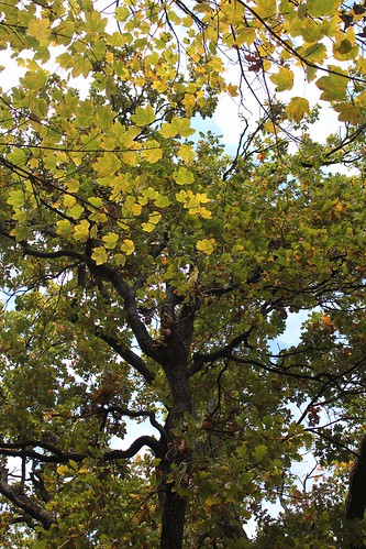 Quercus pedonculatus - chêne pédonculé 22573431096_7236d4d2f5